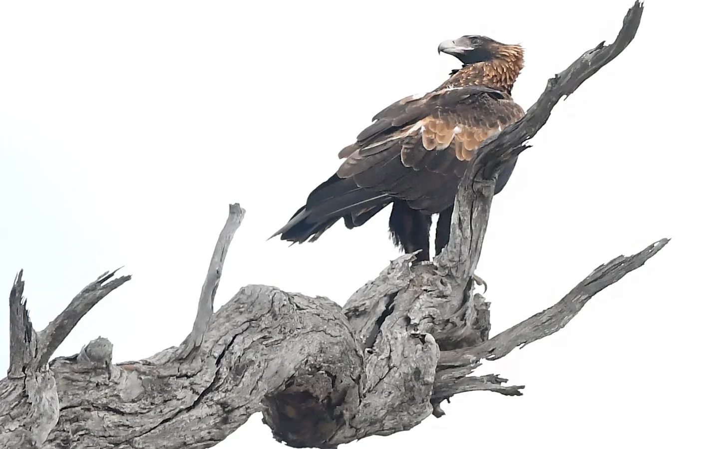Wedge-tailed Eagle with dark brown plumage and distinctive wedge-shaped tail