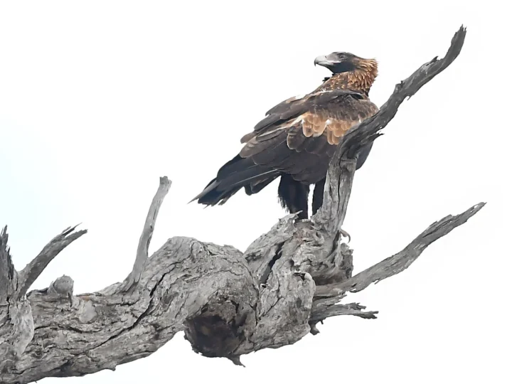 Wedge-tailed Eagle with dark brown plumage and distinctive wedge-shaped tail