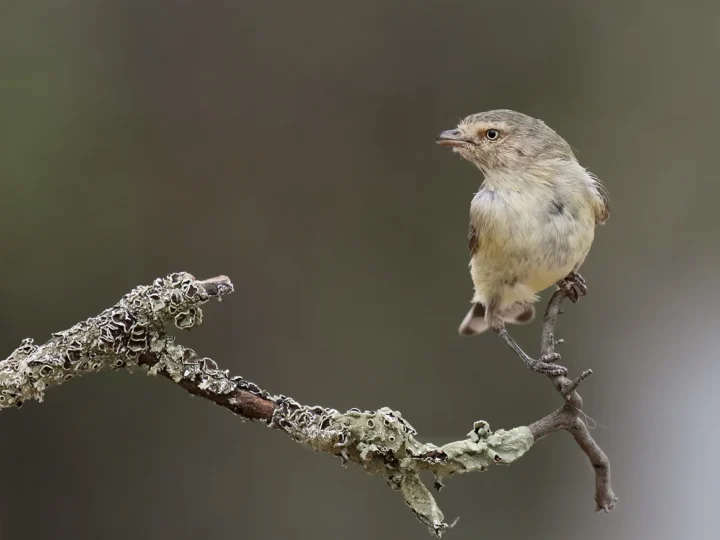 Weebill in Australia showing key identifying features