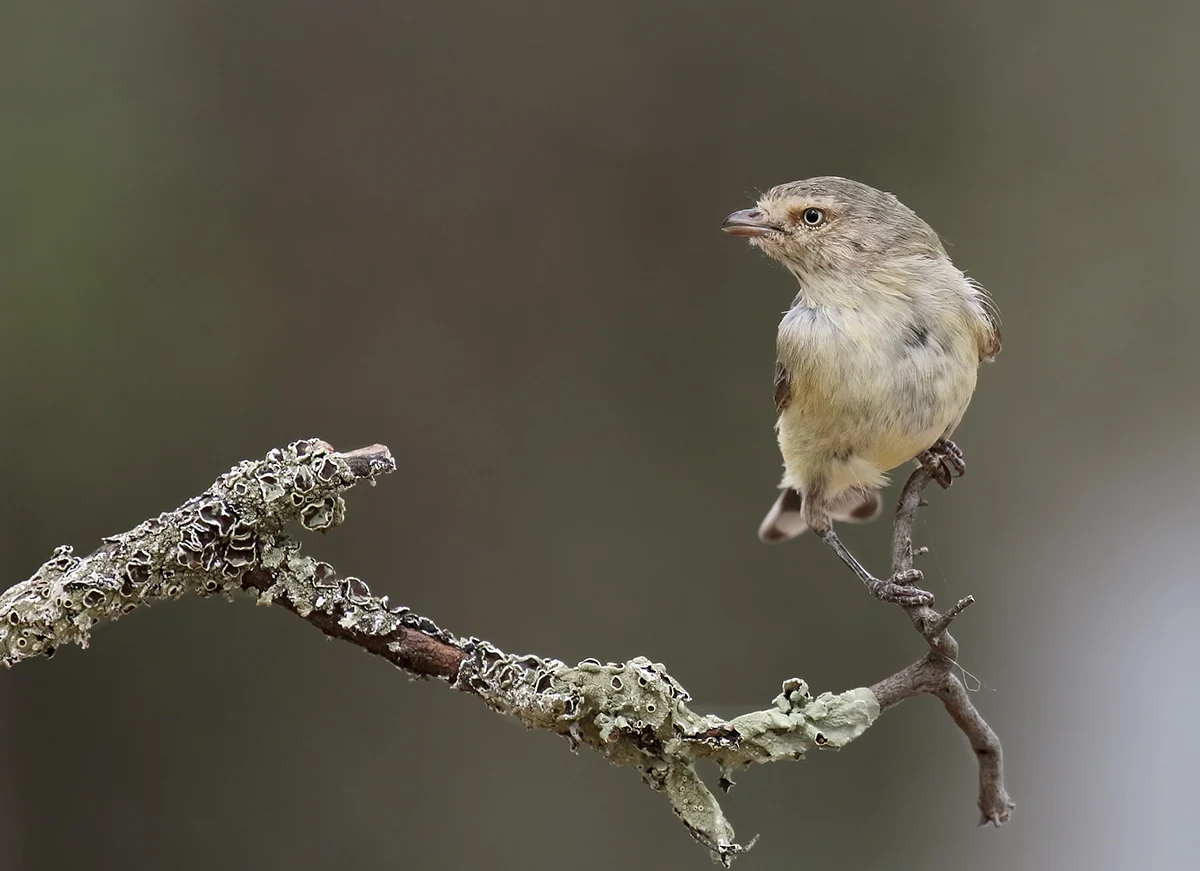 Weebill in Australia showing key identifying features