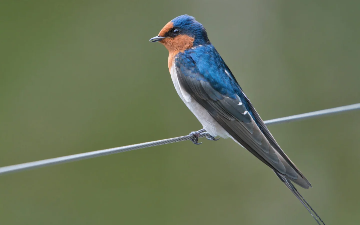 Welcome Swallow with blue-black back, rusty forehead and pale underparts