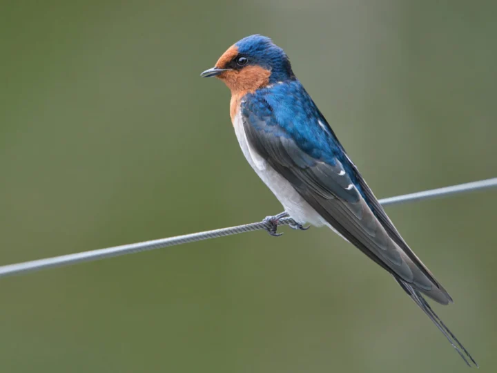 Welcome Swallow with blue-black back, rusty forehead and pale underparts