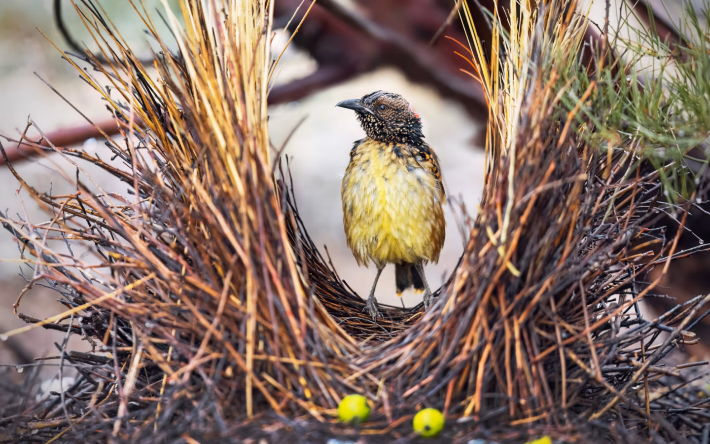 Western Bowerbird in Australia showing key identification features