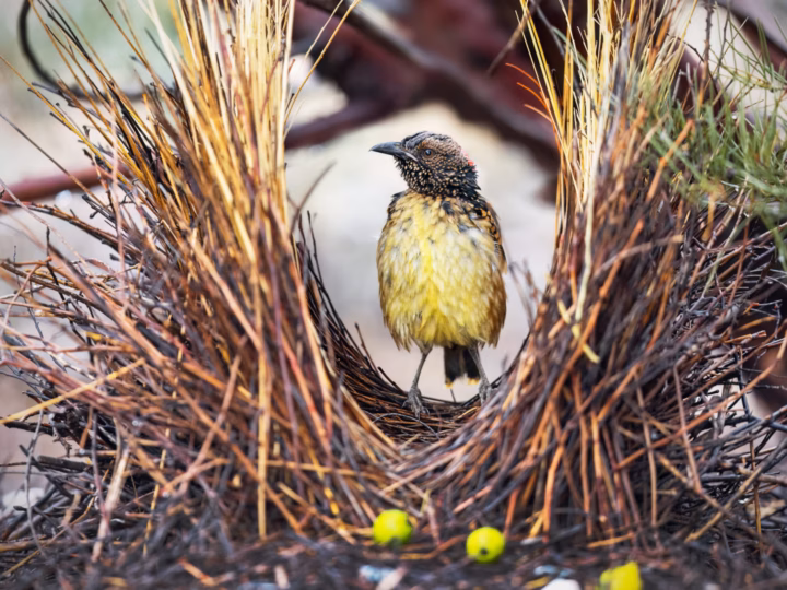 Western Bowerbird in Australia showing key identification features