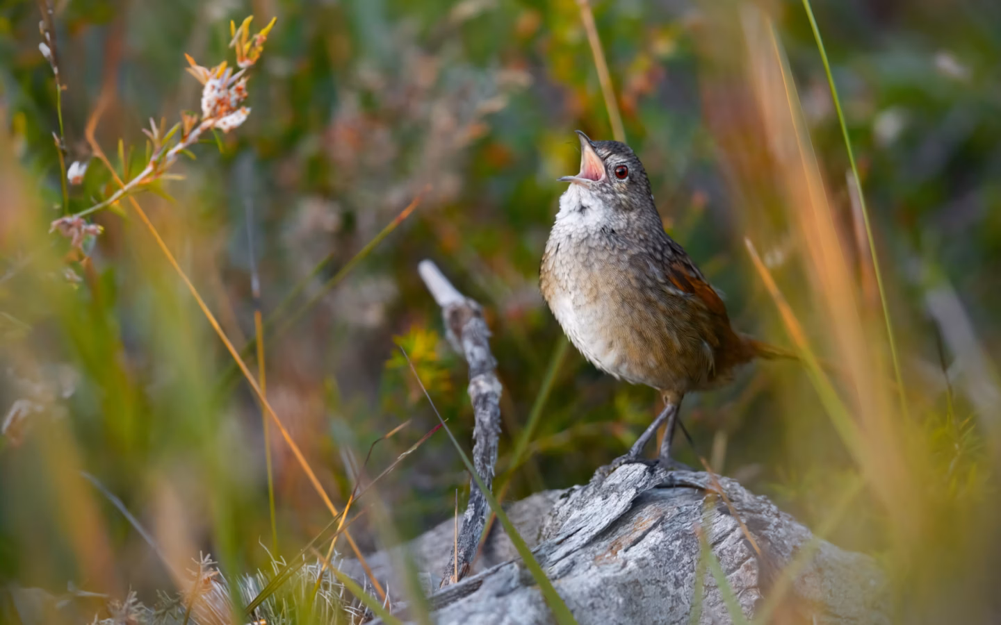 Western Bristlebird showing key identification features