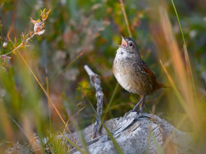 Western Bristlebird showing key identification features