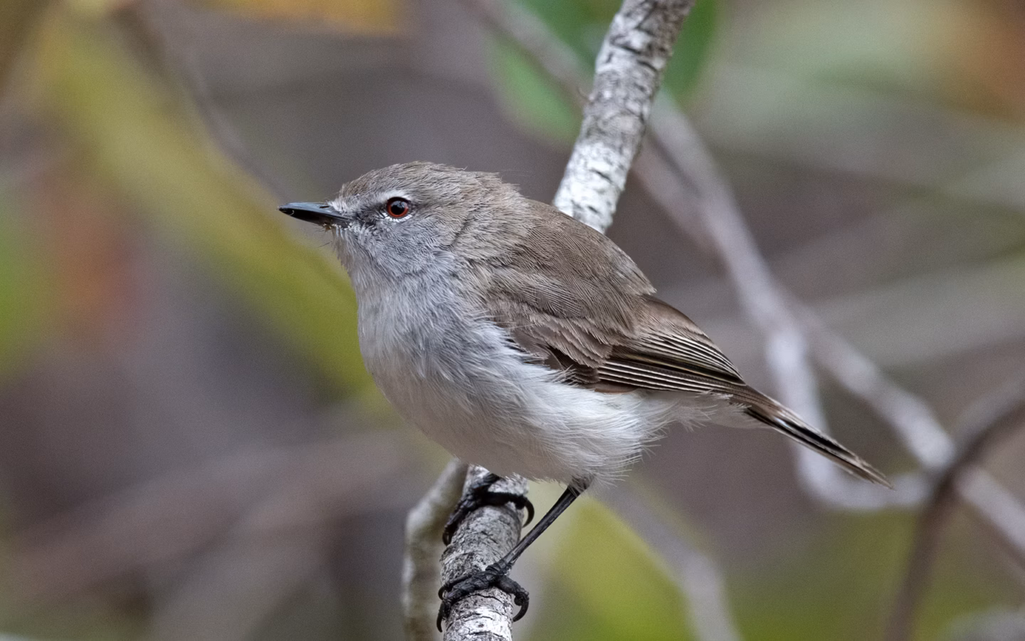 Western Gerygone showing key identification features