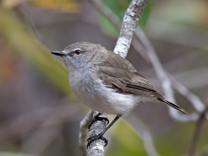 Western Gerygone showing key identification features
