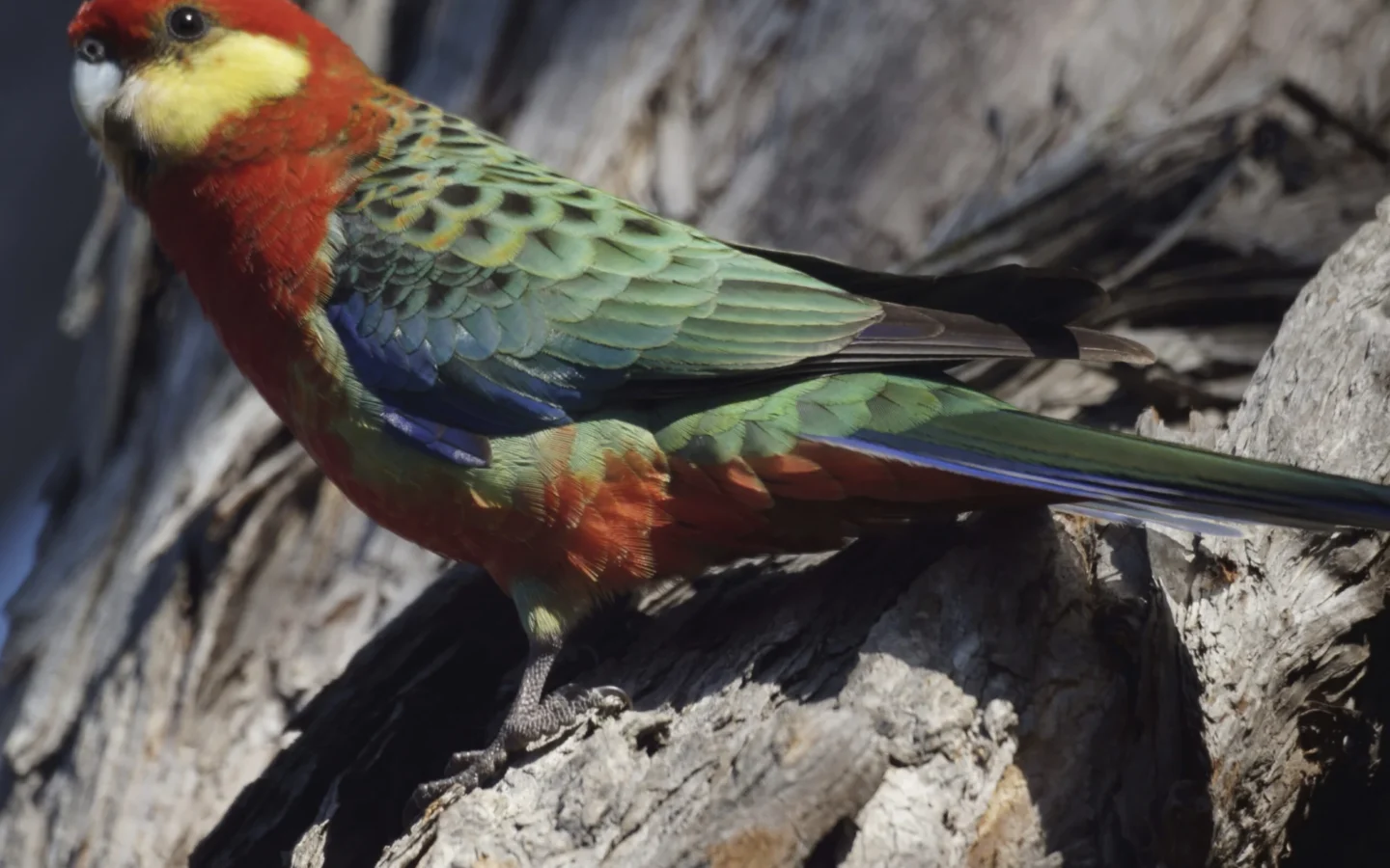 Western Rosella in Australia