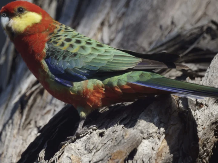Western Rosella in Australia