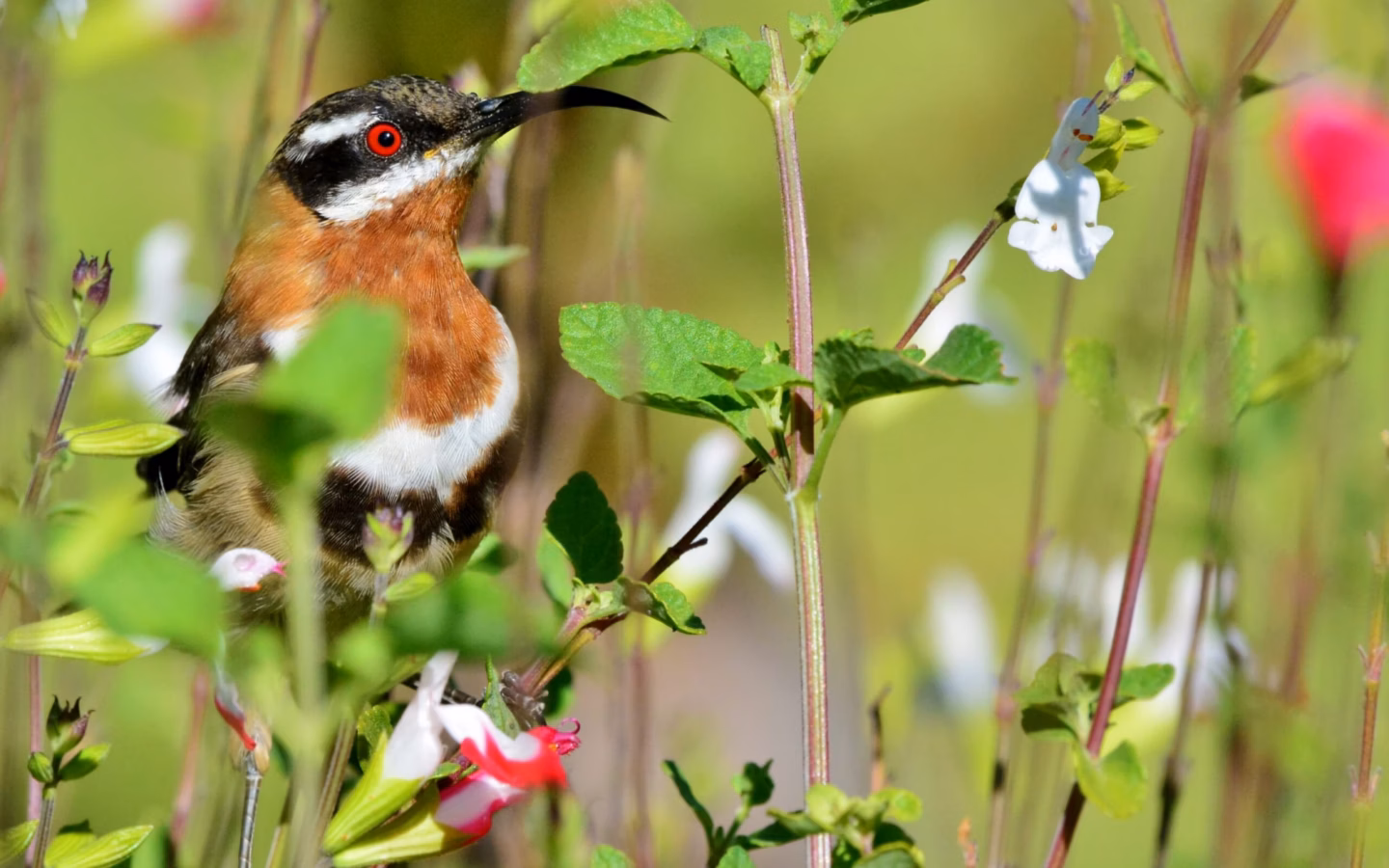Western Spinebill showing a very long curved bill, strongly patterned black-and-white head and warm rufous chest