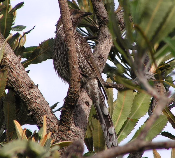 Western Wattlebird showing a large streaky brown-grey body, red eye, elongated bill and only subtle wattle or cheek markings