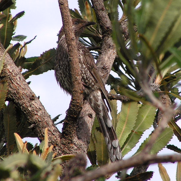 Western Wattlebird showing a large streaky brown-grey body, red eye, elongated bill and only subtle wattle or cheek markings