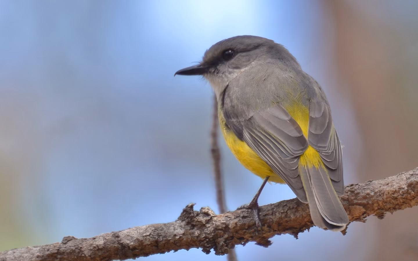 Western Yellow Robin in Australia showing key identification features: grey upperparts and a bright yellow belly combine with a pale throat and subtle white-grey facial pattern; birds often perch low before dropping to the ground.