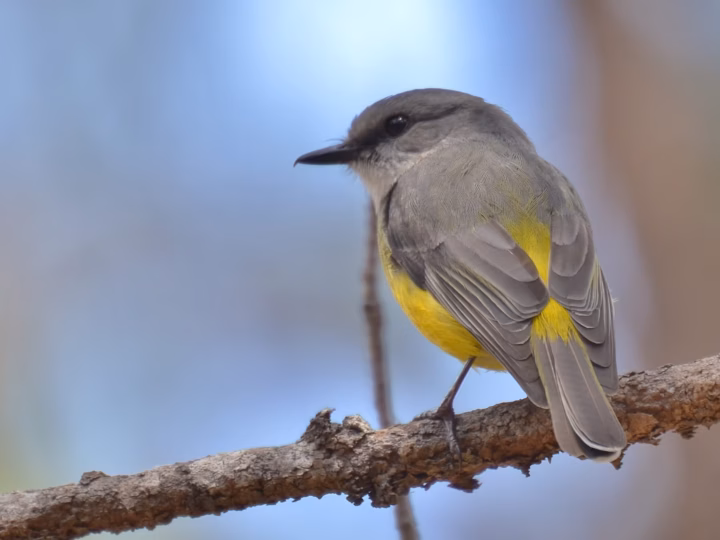 Western Yellow Robin in Australia showing key identification features: grey upperparts and a bright yellow belly combine with a pale throat and subtle white-grey facial pattern; birds often perch low before dropping to the ground.