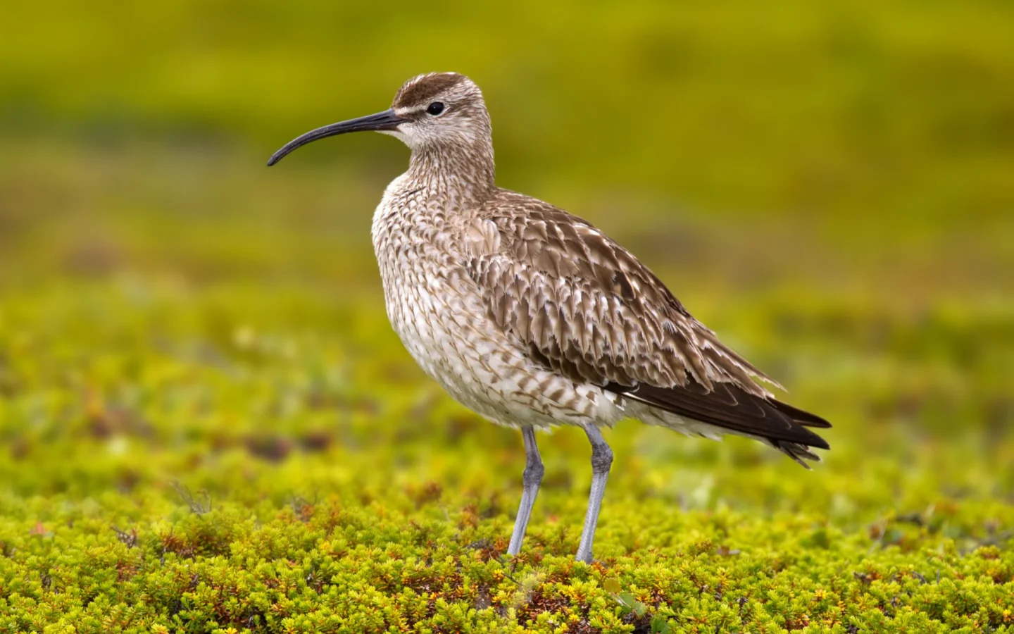 Whimbrel showing key identification features