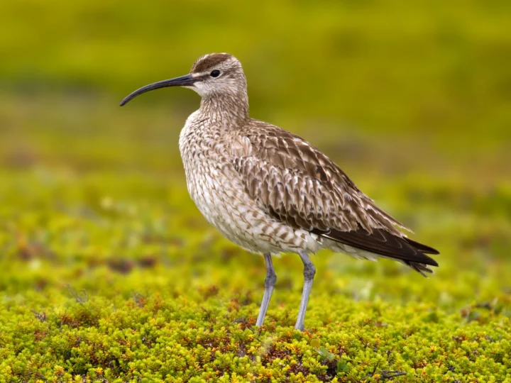 Whimbrel showing key identification features