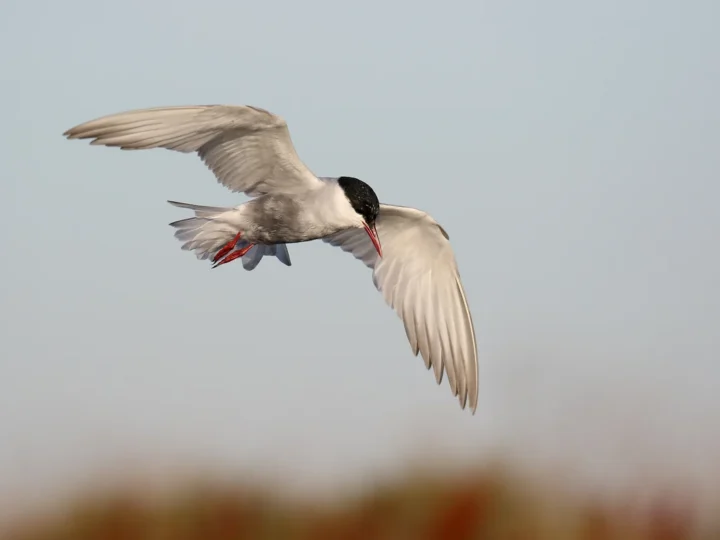 Whiskered Tern showing key identification features