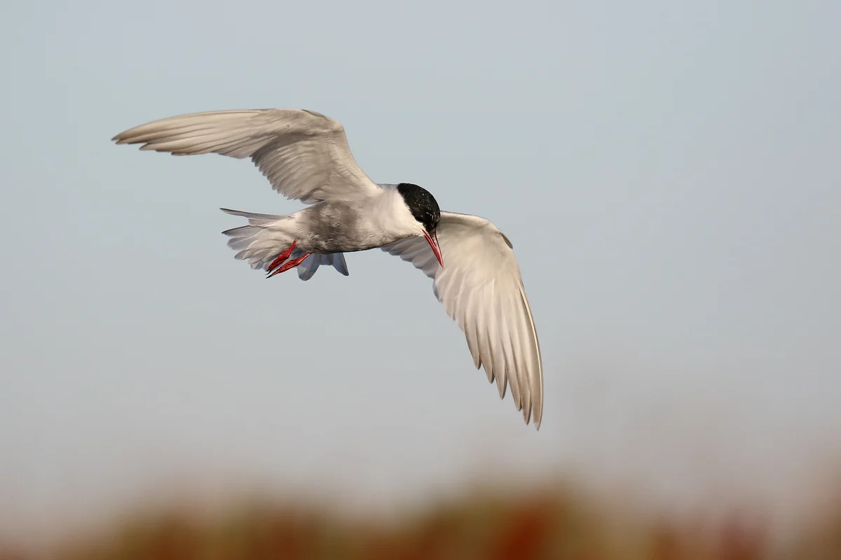 Whiskered Tern showing key identification features