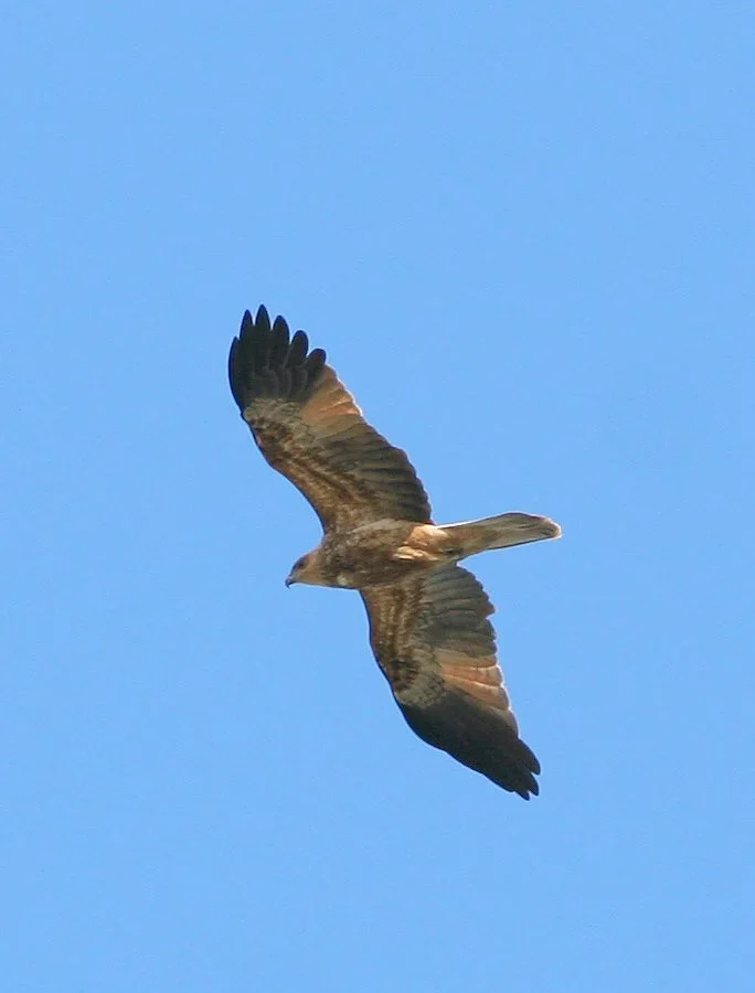 Whistling Kite in Australia