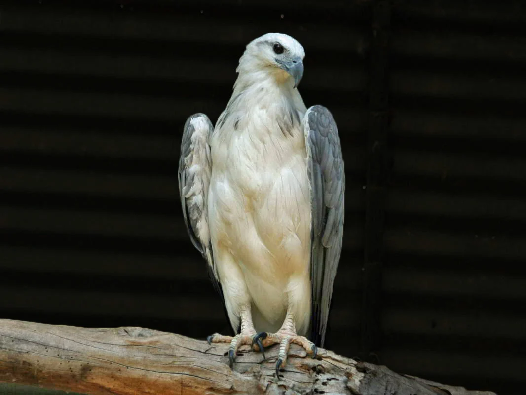 White-bellied Sea-Eagle with white head and underparts, grey wings and powerful hooked bill