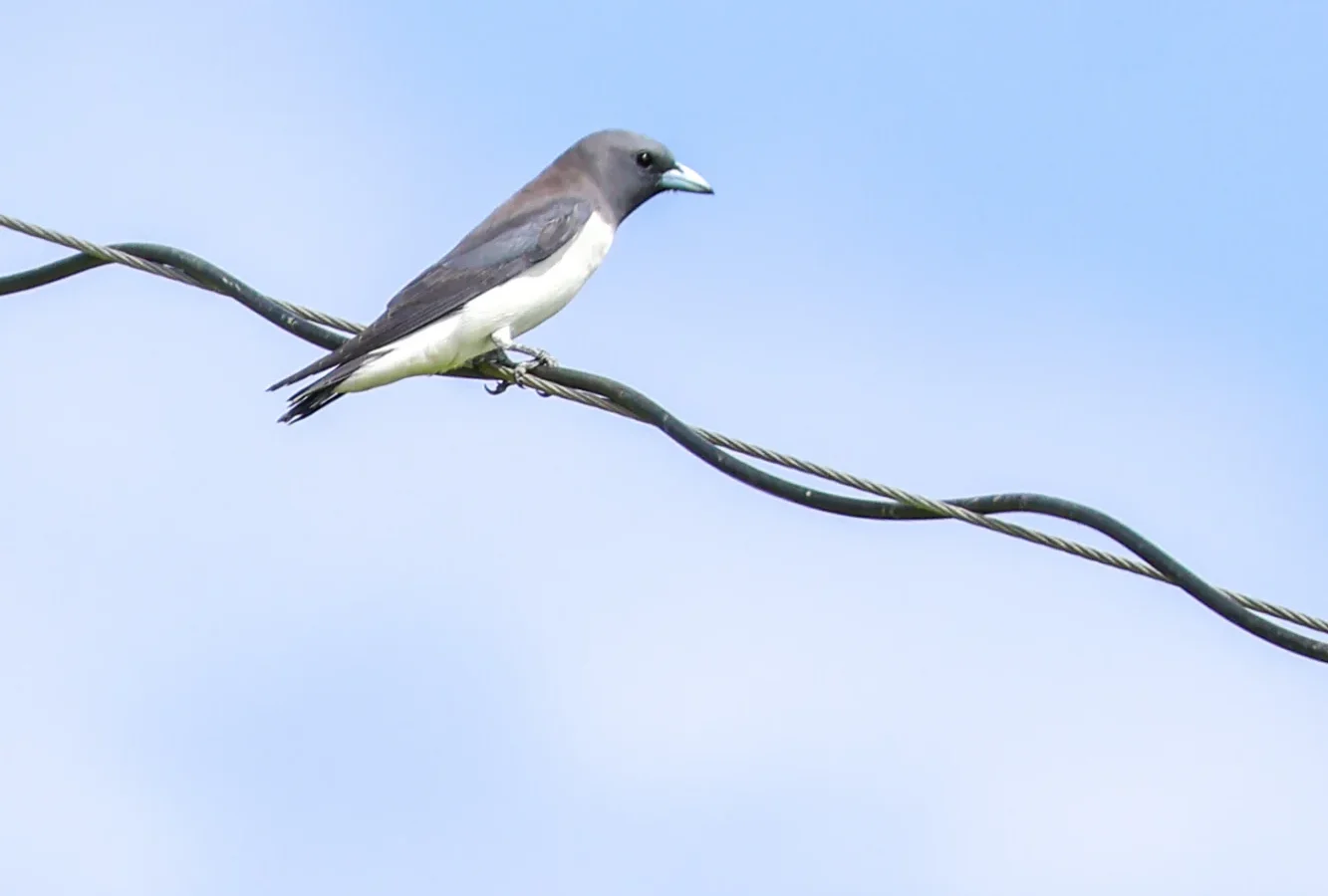 White-breasted Woodswallow in Australia showing key identifying features