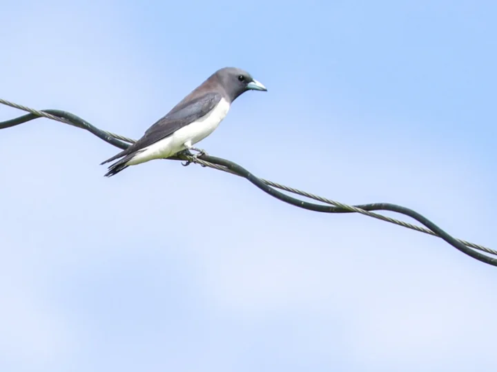 White-breasted Woodswallow in Australia showing key identifying features