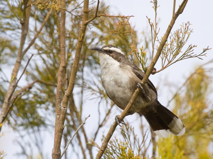 White-browed Babbler in Australia showing key identification features