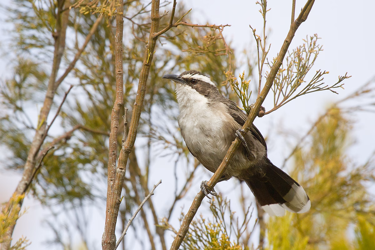 White-browed Babbler in Australia showing key identification features