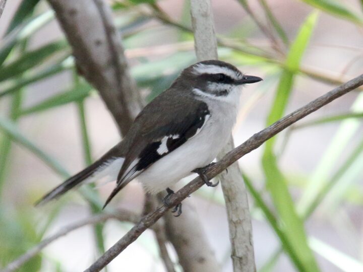 White-browed Robin showing a strong white eyebrow, grey-brown upperparts, pale underparts and upright robin-like stance