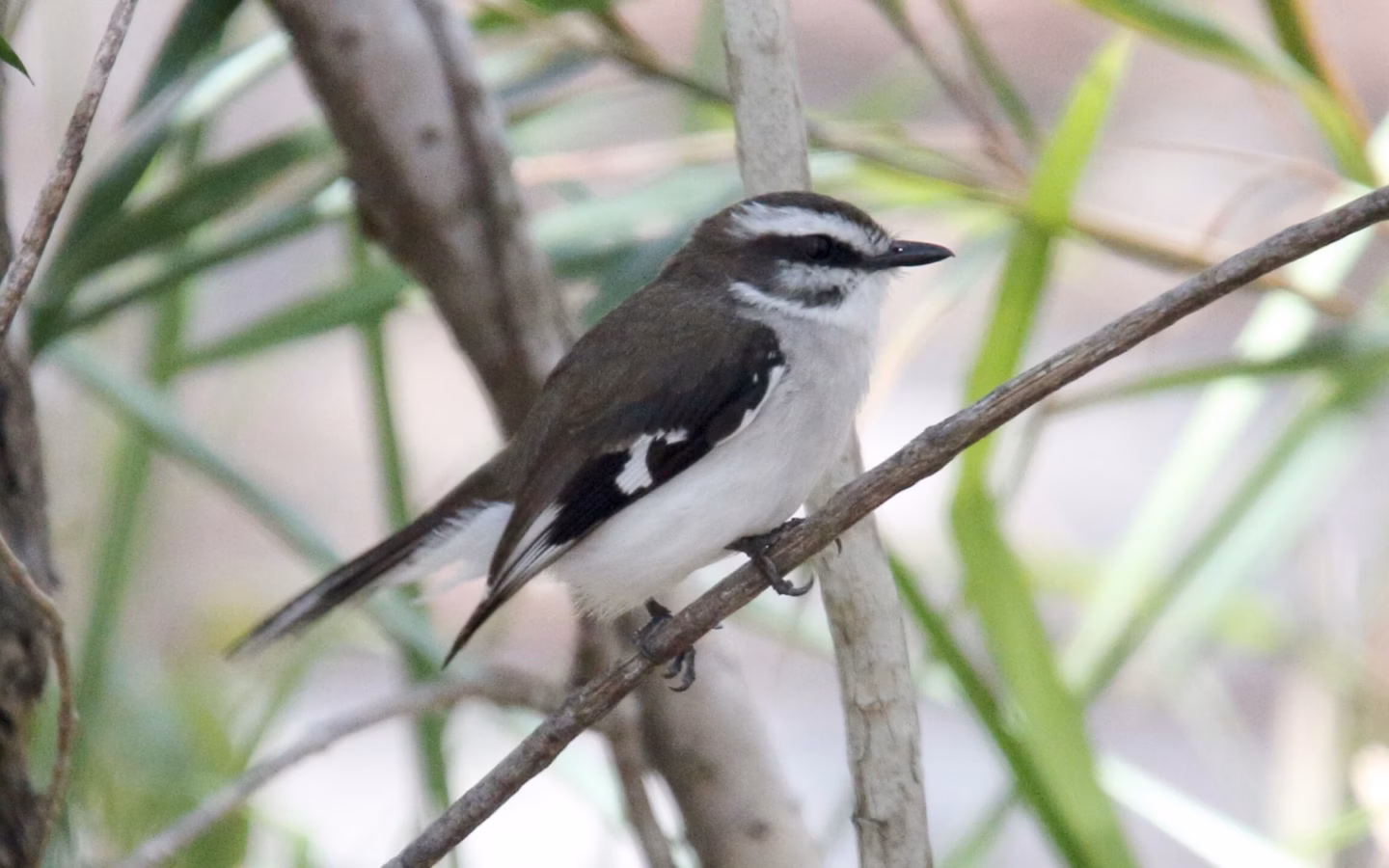 White-browed Robin showing a strong white eyebrow, grey-brown upperparts, pale underparts and upright robin-like stance