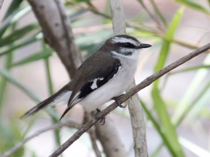 White-browed Robin showing a strong white eyebrow, grey-brown upperparts, pale underparts and upright robin-like stance
