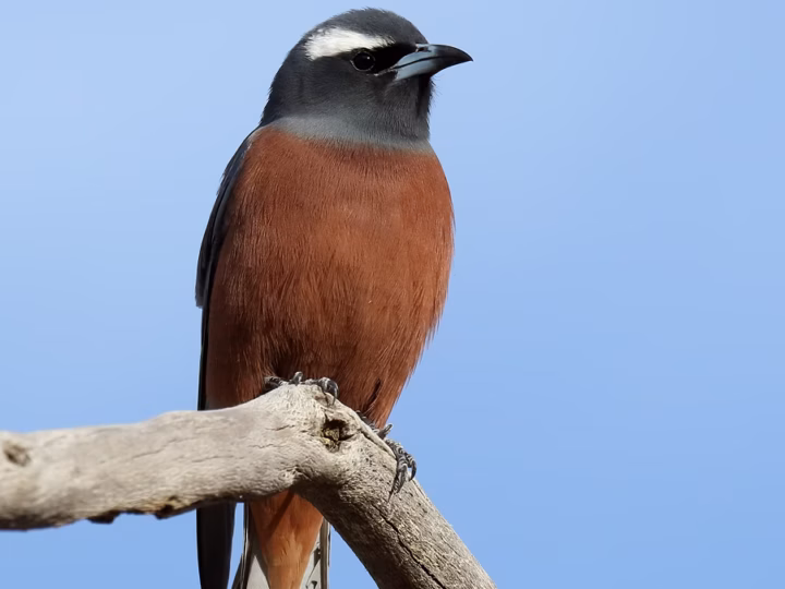 White-browed Woodswallow showing key identification features