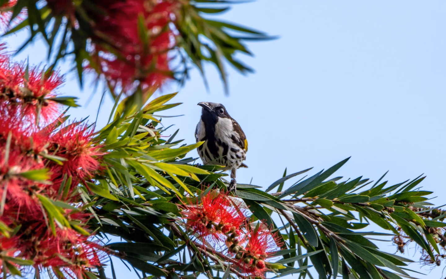White-cheeked Honeyeater in Australia showing key identification features: bold black-and-white honeyeater with a large white cheek patch and yellow wing and tail accents; often active around flowering banksias and other shrubs.