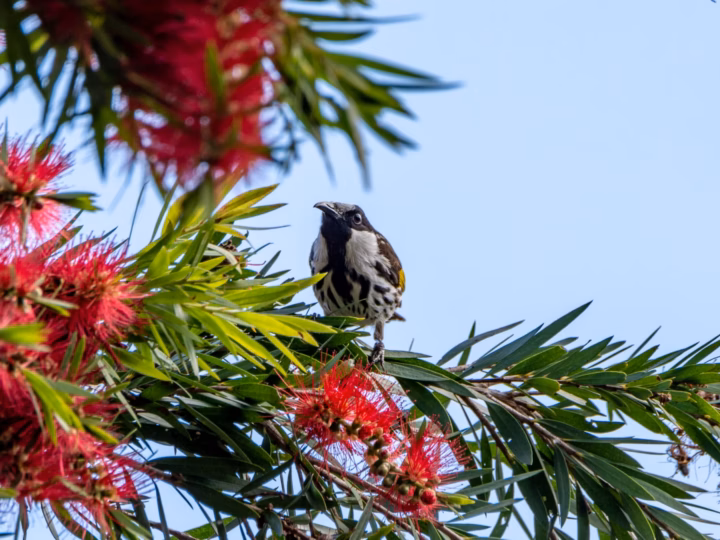 White-cheeked Honeyeater in Australia showing key identification features: bold black-and-white honeyeater with a large white cheek patch and yellow wing and tail accents; often active around flowering banksias and other shrubs.