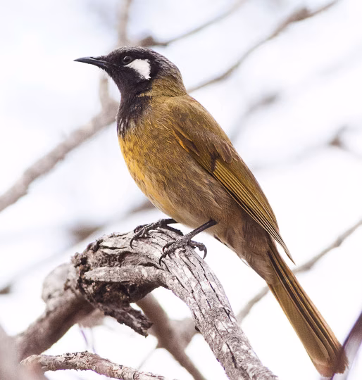 White-eared Honeyeater in Australia showing key identification features: dark-headed honeyeater with a bold white ear patch, olive body and yellowish underparts or wing flashes; the white ear mark is the fastest field clue.
