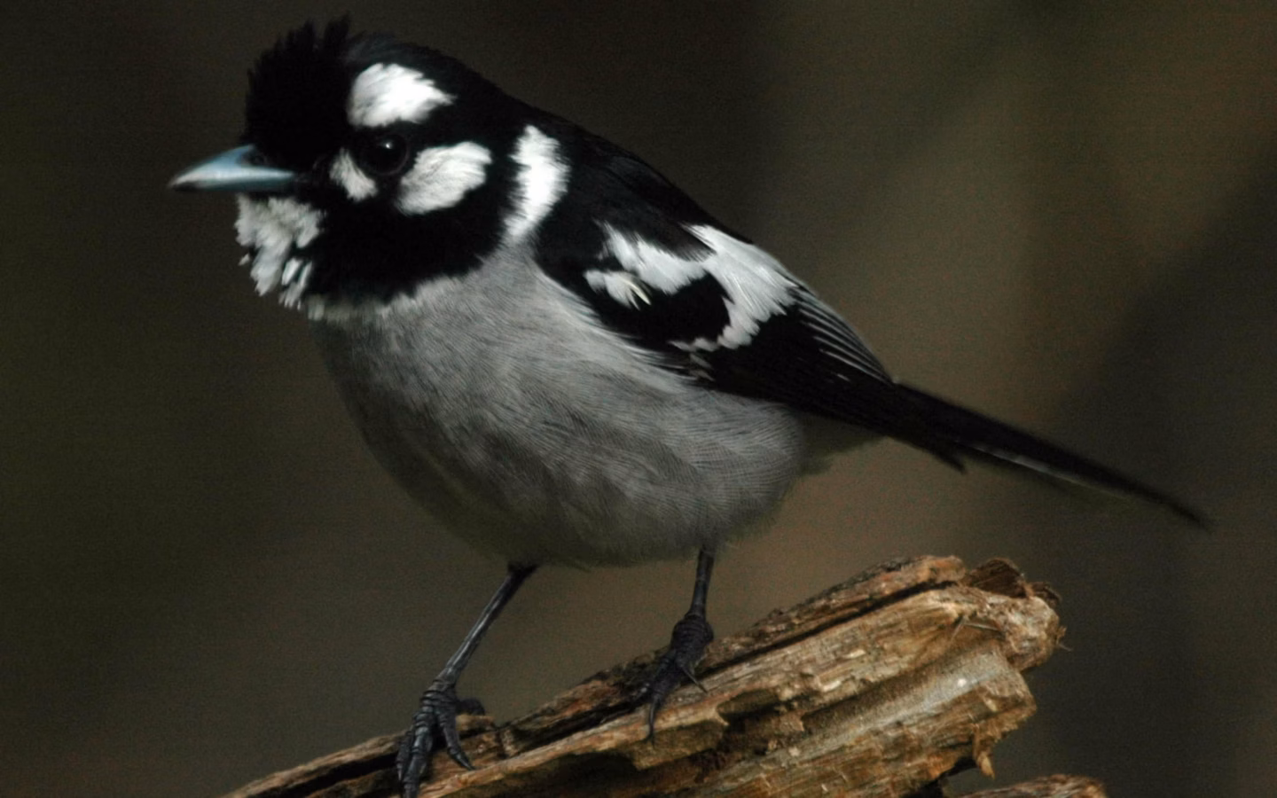 White-eared Monarch showing key identification features