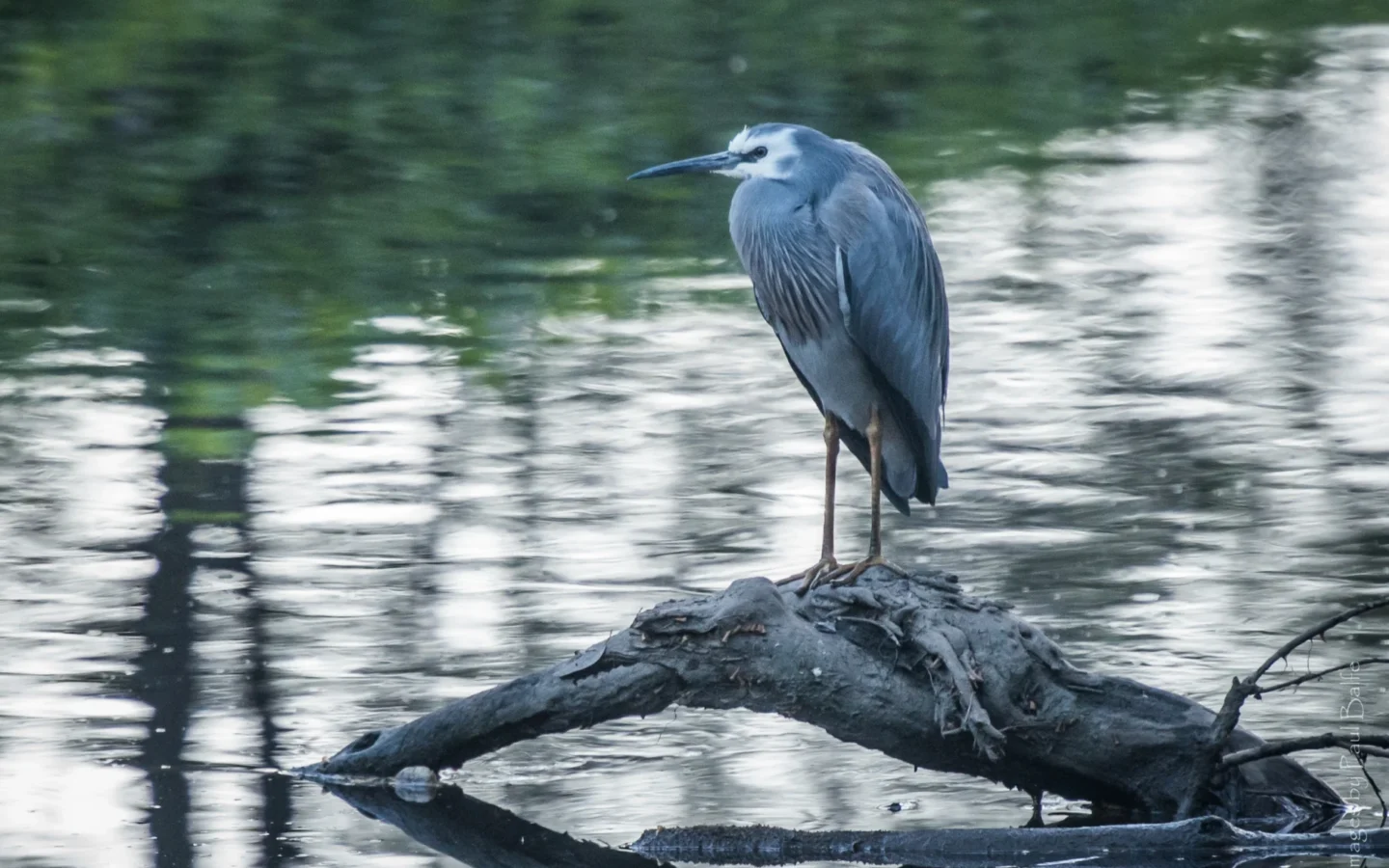 White-faced Heron with blue-grey plumage, white face and long pointed bill