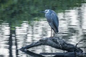 White-faced Heron with blue-grey plumage, white face and long pointed bill
