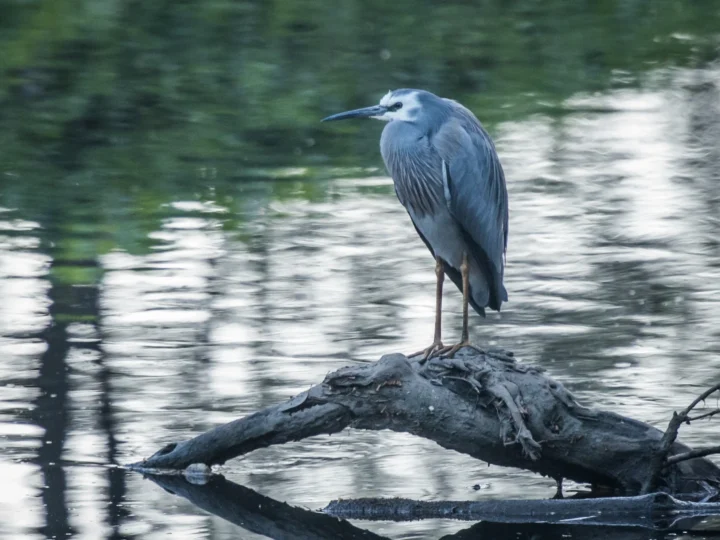 White-faced Heron with blue-grey plumage, white face and long pointed bill