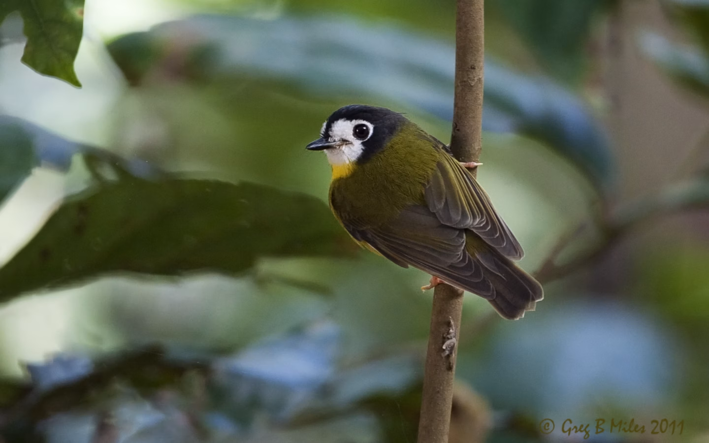 White-faced Robin showing a dark slate head framing a broad white face and throat, with a muted grey-brown body