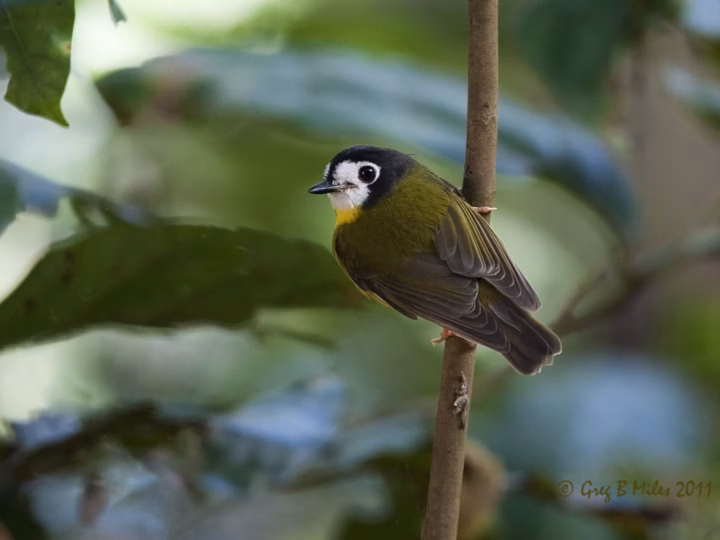 White-faced Robin showing a dark slate head framing a broad white face and throat, with a muted grey-brown body