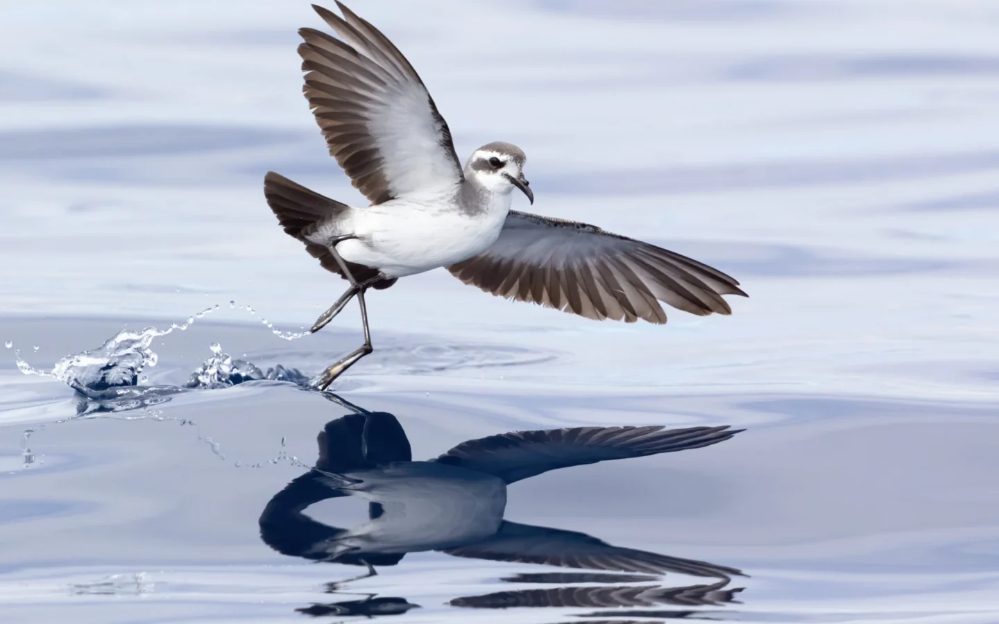 White-faced Storm Petrel showing key identification features