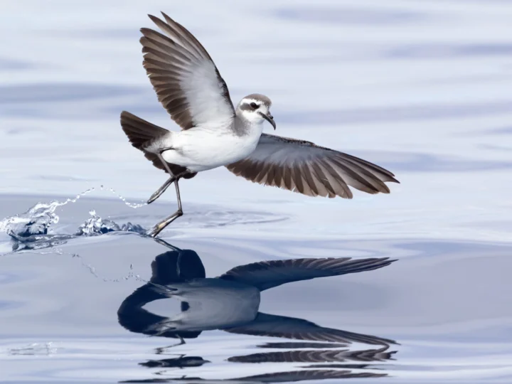 White-faced Storm Petrel showing key identification features
