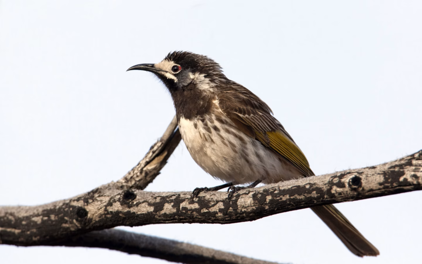 White-fronted Honeyeater in Australia showing key identification features: grey-brown honeyeater with a striking white forehead and face, a reddish-pink cheek patch and a fine, slightly curved bill.