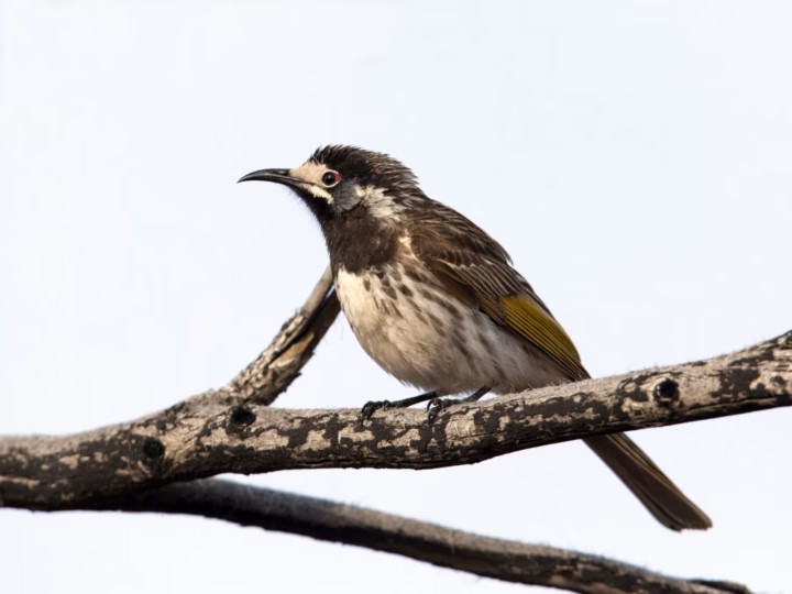 White-fronted Honeyeater in Australia showing key identification features: grey-brown honeyeater with a striking white forehead and face, a reddish-pink cheek patch and a fine, slightly curved bill.