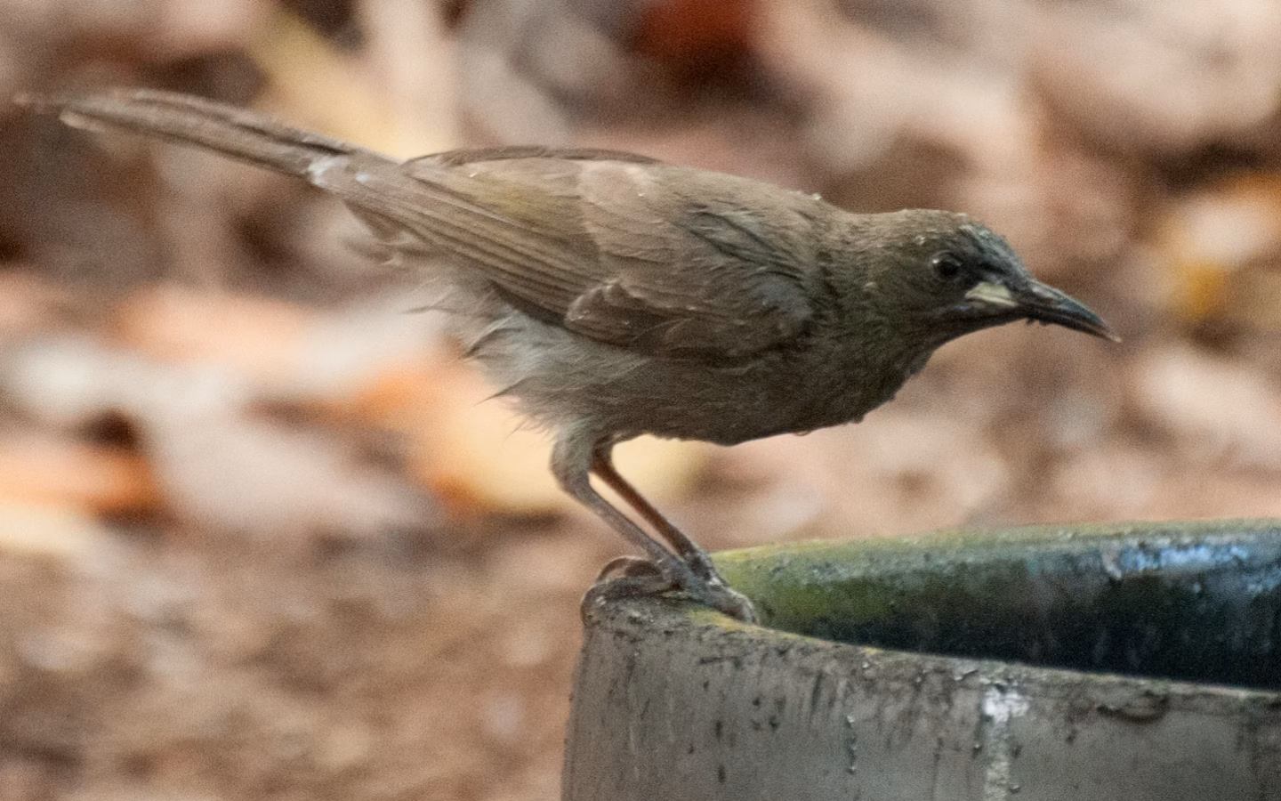 White-gaped Honeyeater in Australia showing key identification features: medium olive-brown to grey honeyeater with a conspicuous white gape patch at the base of the bill; often active in open northern woodland.