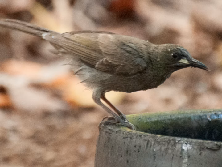 White-gaped Honeyeater in Australia showing key identification features: medium olive-brown to grey honeyeater with a conspicuous white gape patch at the base of the bill; often active in open northern woodland.