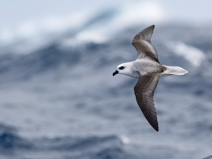White-headed Petrel showing white head and underparts contrasting with grey back and dark eye patch