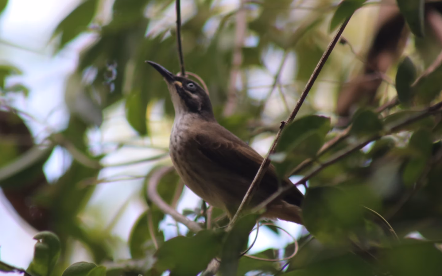 White-lined Honeyeater showing olive-brown plumage, a clean pale facial and neck line and pale underparts